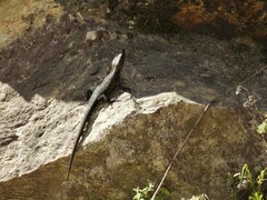 Ninurta coeruleopunctatus
