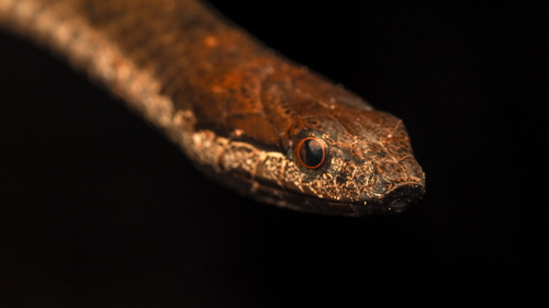 Photo of a Indonesian Keelback (Tropidonophis truncatus)