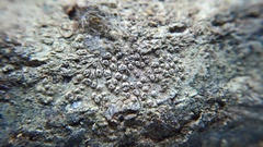 Pertusaria hymenea