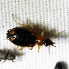Lebia