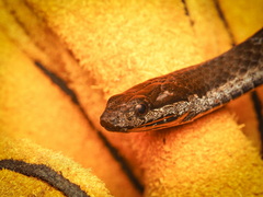 Tropidonophis truncatus