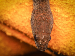 Tropidonophis truncatus