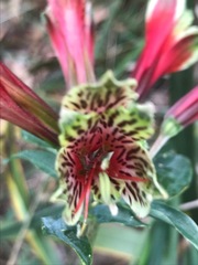 Alstroemeria psittacina