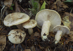 Lactarius pallidus