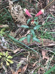 Alstroemeria psittacina