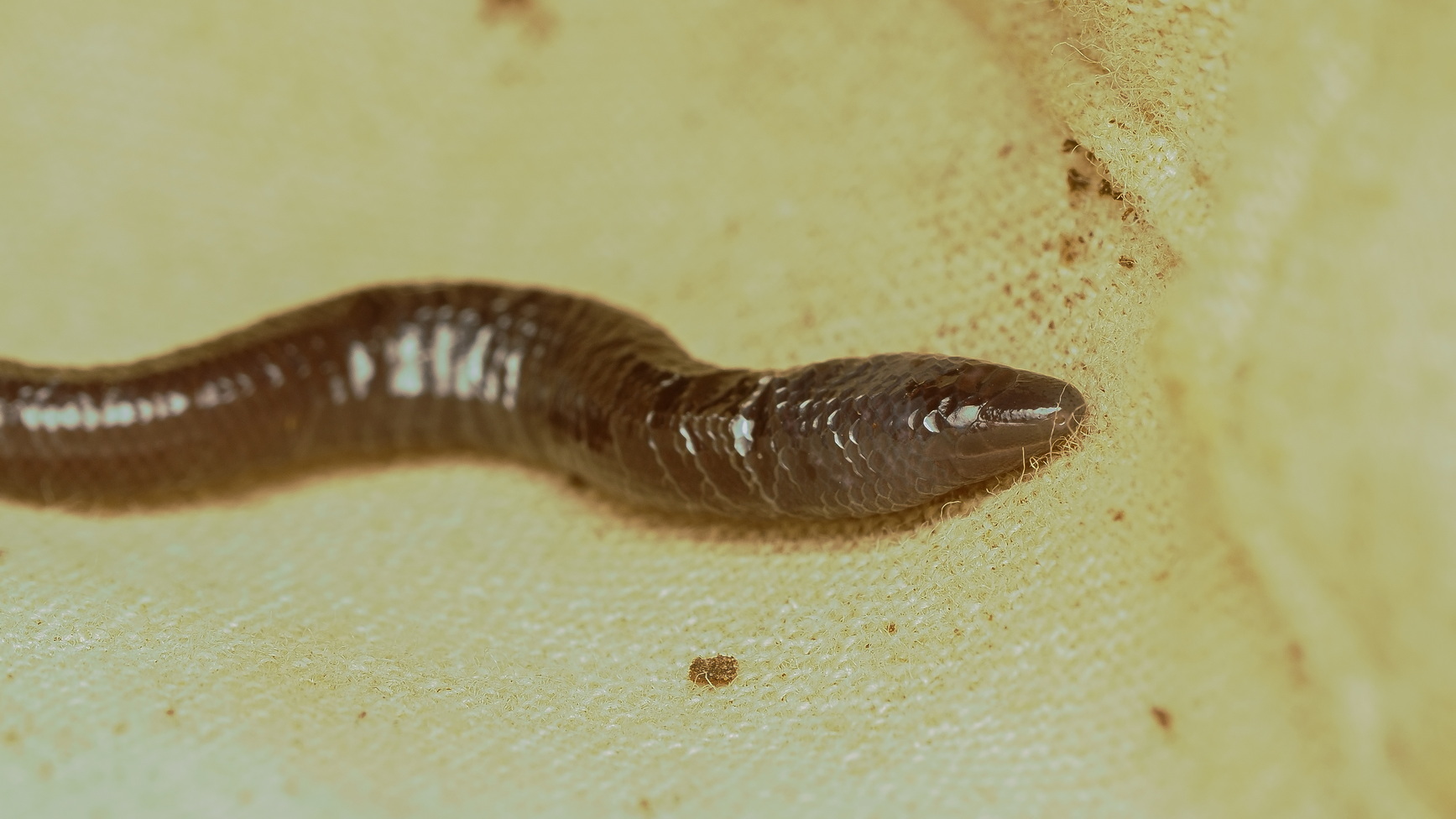 New Guinea Blind Earless Skink photo 3