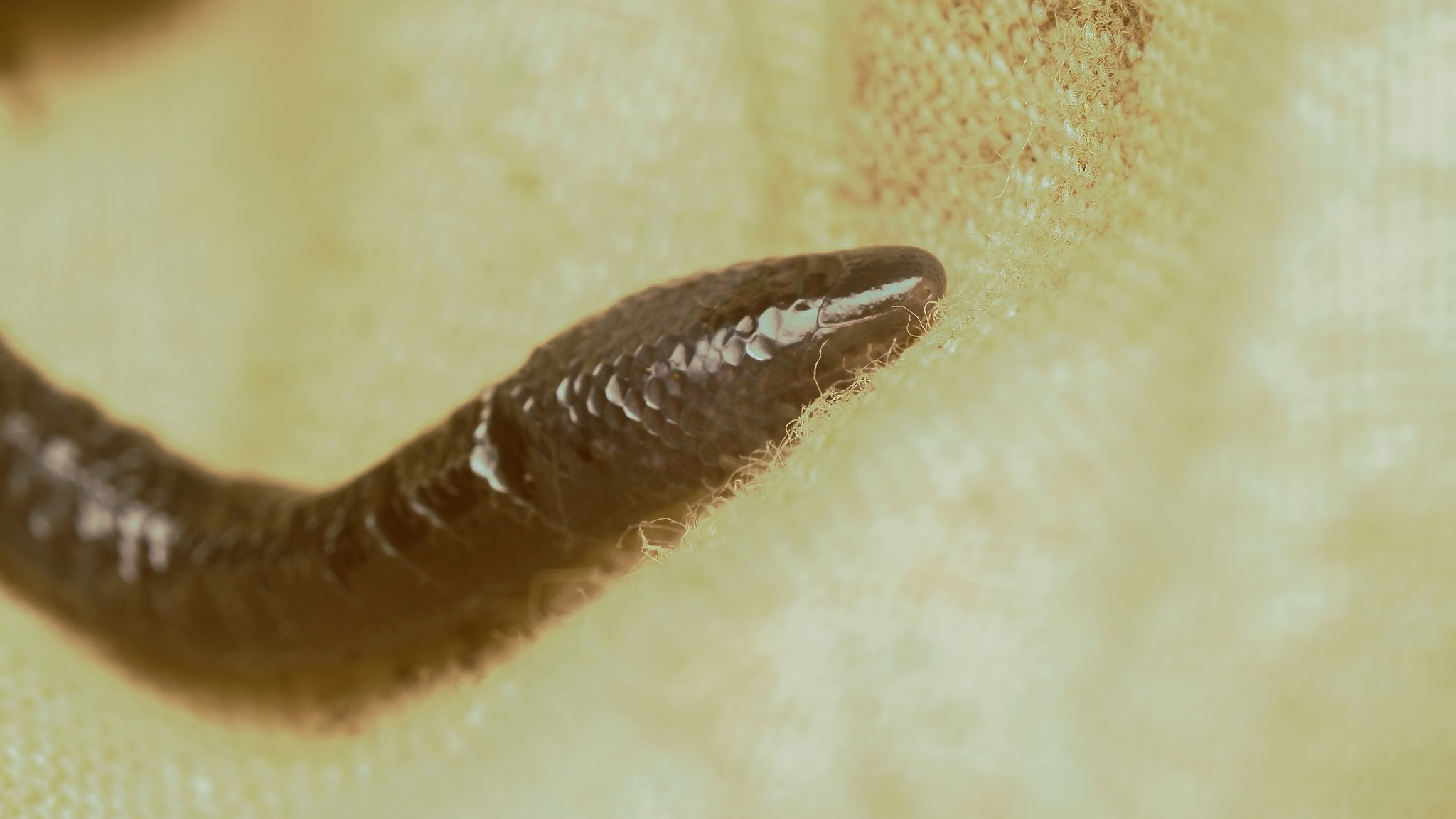 New Guinea Blind Earless Skink photo 4