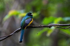Trogon rufus
