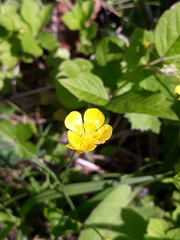 Ranunculus japonicus