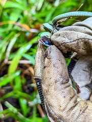 Dendrelaphis modestus