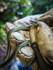 Dendrelaphis modestus