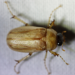 Phyllophaga longitarsa