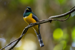 Trogon rufus