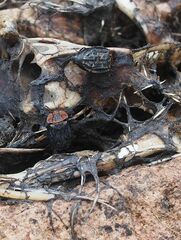 Oiceoptoma thoracicum