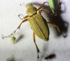 Macrodactylus subspinosus