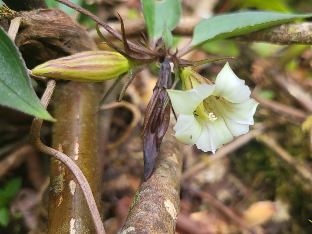 Tripterospermum sumatranum