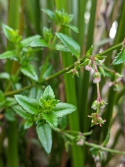 Gonocarpus teucrioides