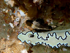 Centropogon australis