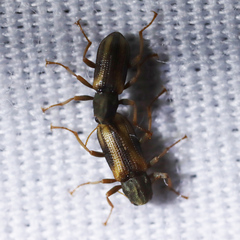 Stenelmis