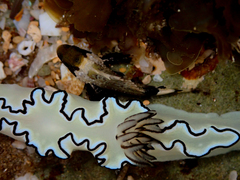 Centropogon australis