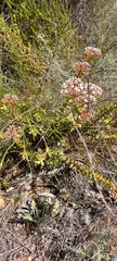 Crassula undulata