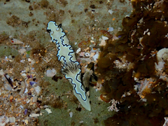 Centropogon australis