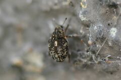 Rhinoncus pericarpius