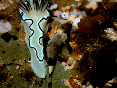 Centropogon australis