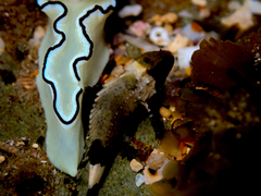 Centropogon australis