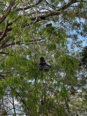 Trachypithecus cristatus