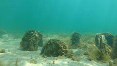 Torquigener pleurogramma