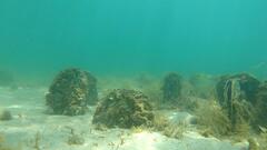 Helotes octolineatus