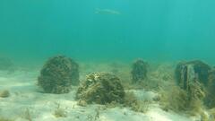 Aldrichetta forsteri