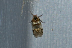 Cixius nervosus
