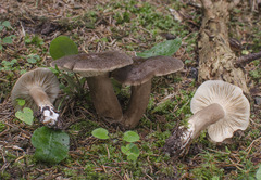 Lactarius picinus