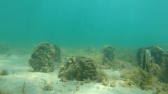 Favonigobius lateralis
