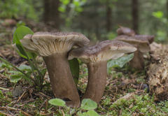 Lactarius picinus