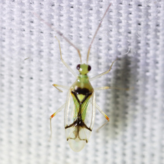 Hyaliodes