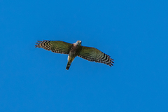 Harpagus bidentatus
