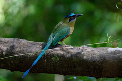 Momotus subrufescens