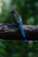 Momotus subrufescens