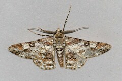 Cleora alienaria