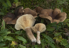 Lactarius picinus