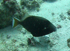 Sufflamen chrysopterum