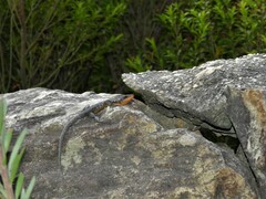 Ninurta coeruleopunctatus