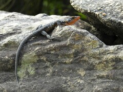 Ninurta coeruleopunctatus