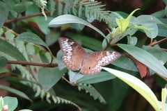 Tanaecia pelea