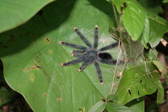 Avicularia avicularia