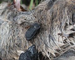 Thanatophilus rugosus