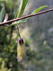 Billardiera longiflora